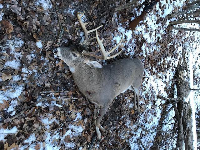 1 Hoover Road Barryton, MI 49305 - Photo 9 of 15 deer pic 3