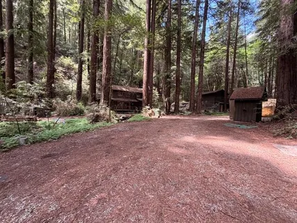 a view of a backyard with large trees and wooden fence