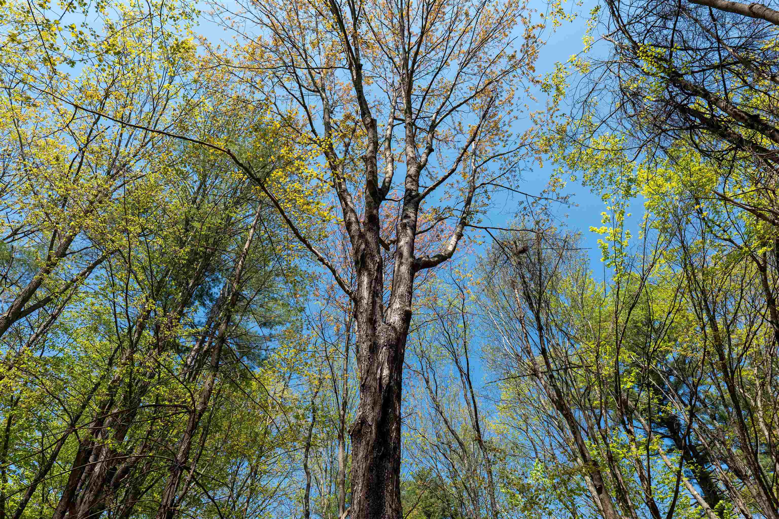 Rowell Drive Franklin, NH 03235 - Photo 19 of 26
