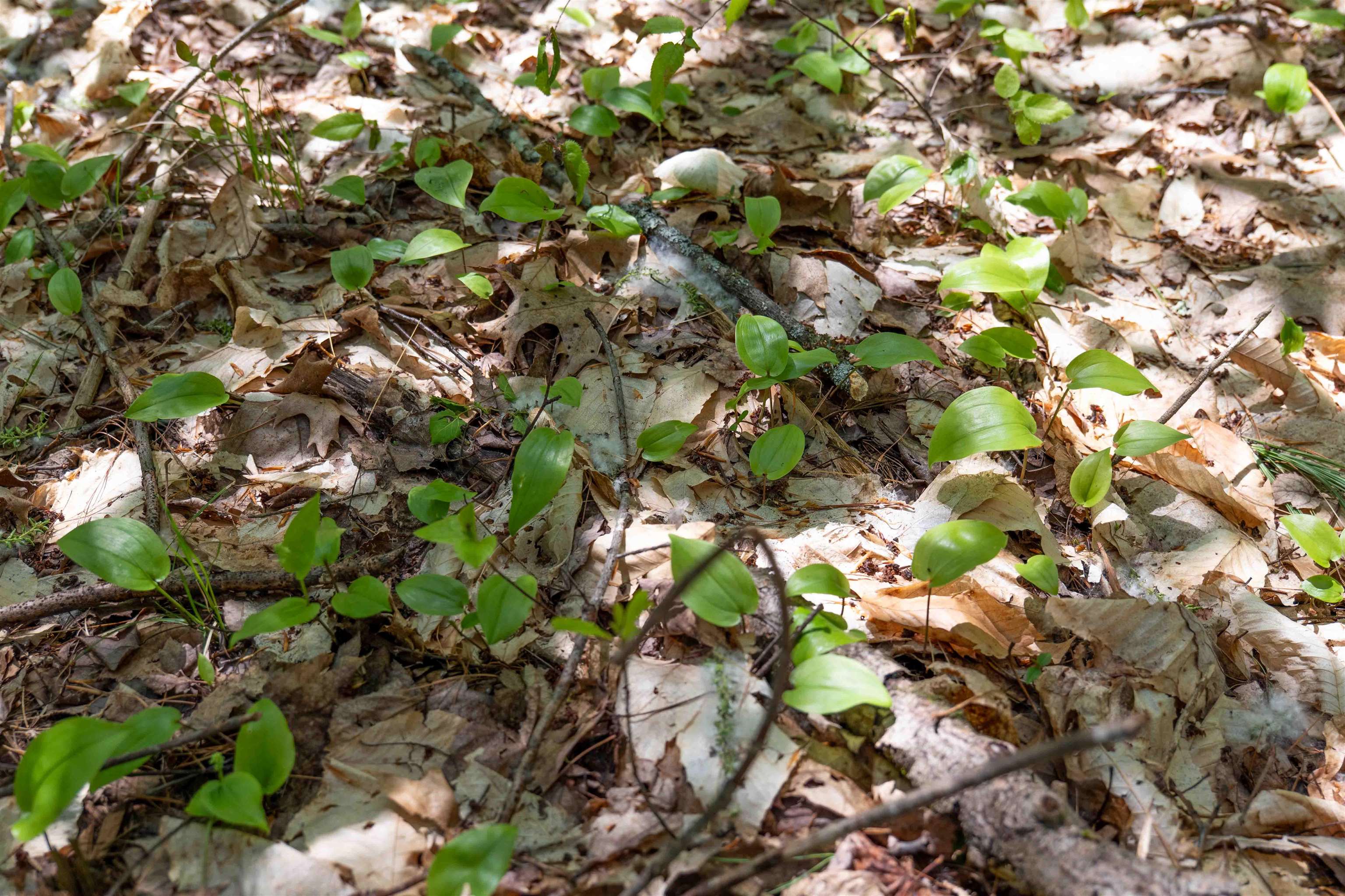 Rowell Drive Franklin, NH 03235 - Photo 20 of 26