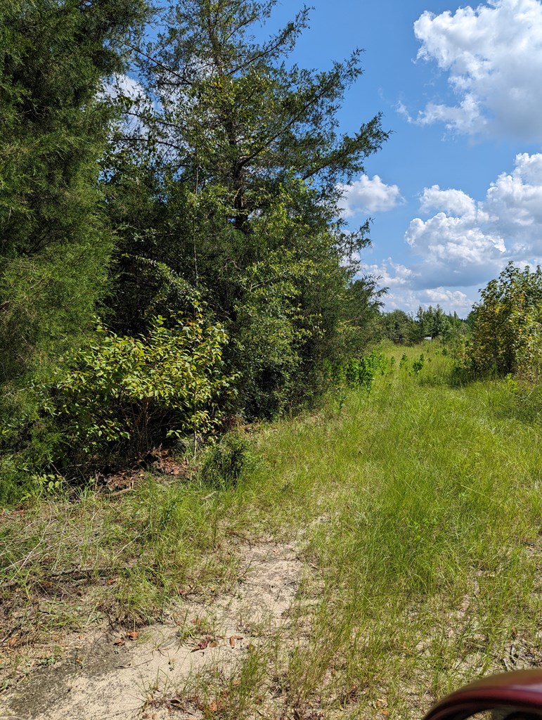 382 Friendship Road Gordon, AL 36343 - Photo 5 of 9