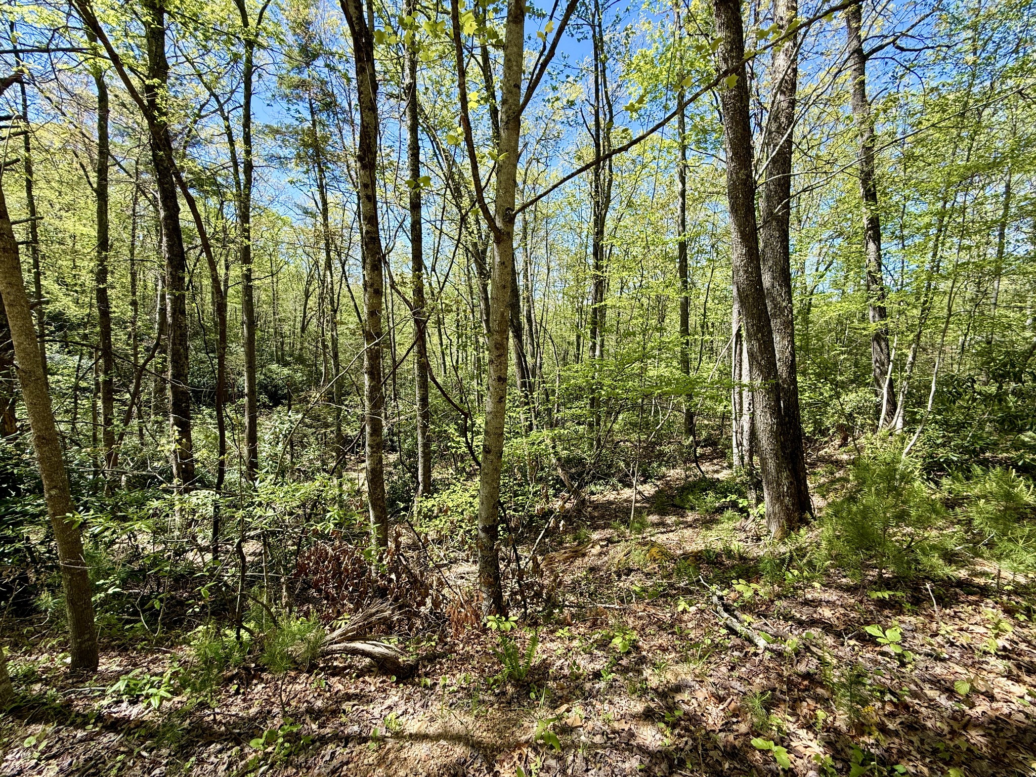 1 Sprucy Ridge Mountain City, TN 37683 - Photo 10 of 15