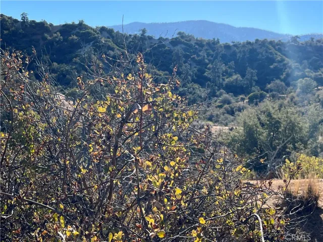 a view of a tree in a field