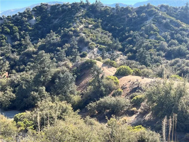 a view of a forest with a tree in the background