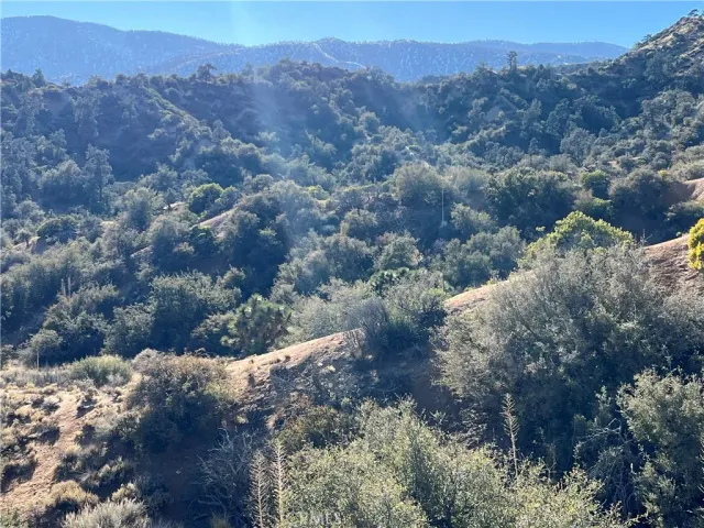 a view of a tree in a field