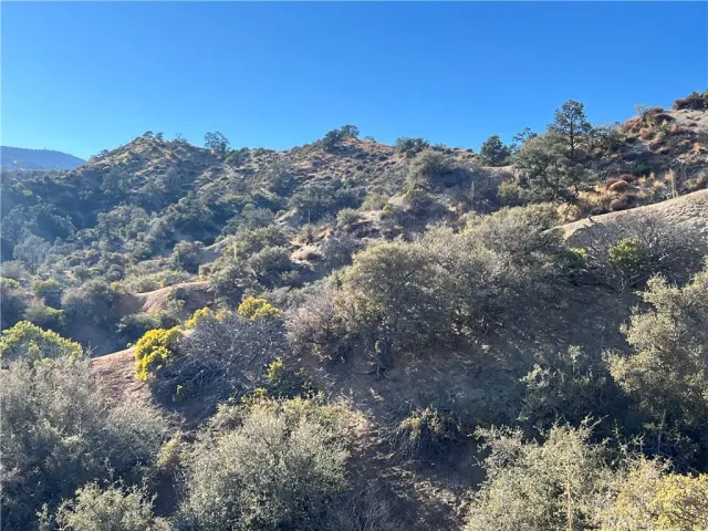 a view of a forest with mountains in the background