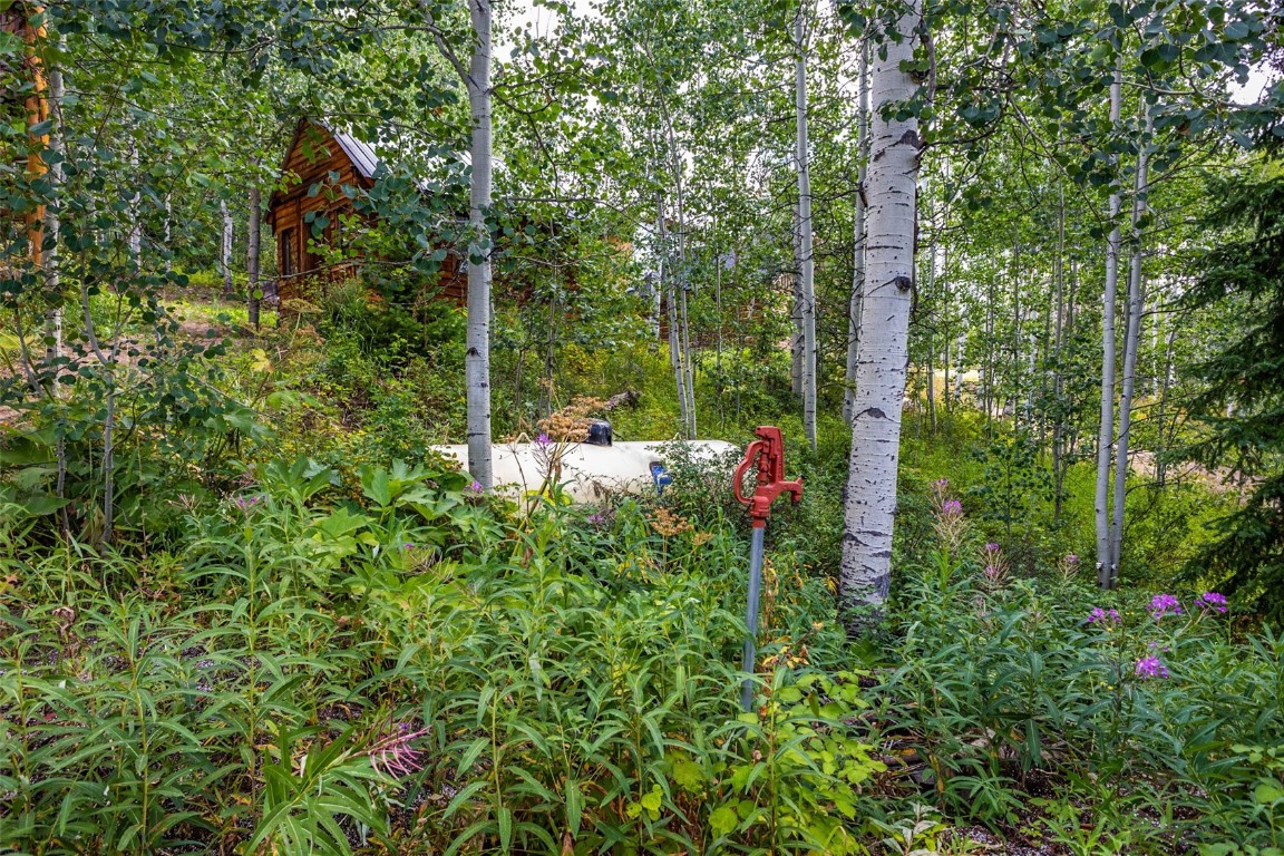 25065 Aspen Way Clark, CO 80428 - Photo 36 of 50 a backyard of a house with lots of green space and trees all around