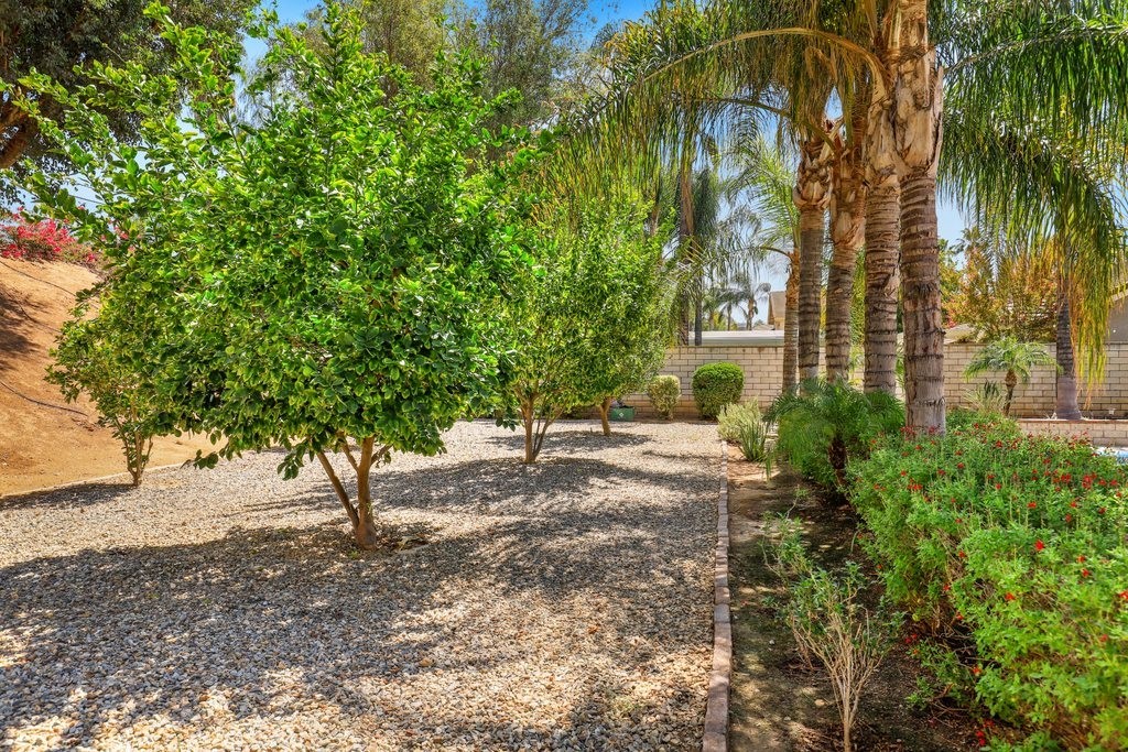 7910 Westgate Court Riverside, CA 92506 - Photo 44 of 61 a view of a yard with plants and trees