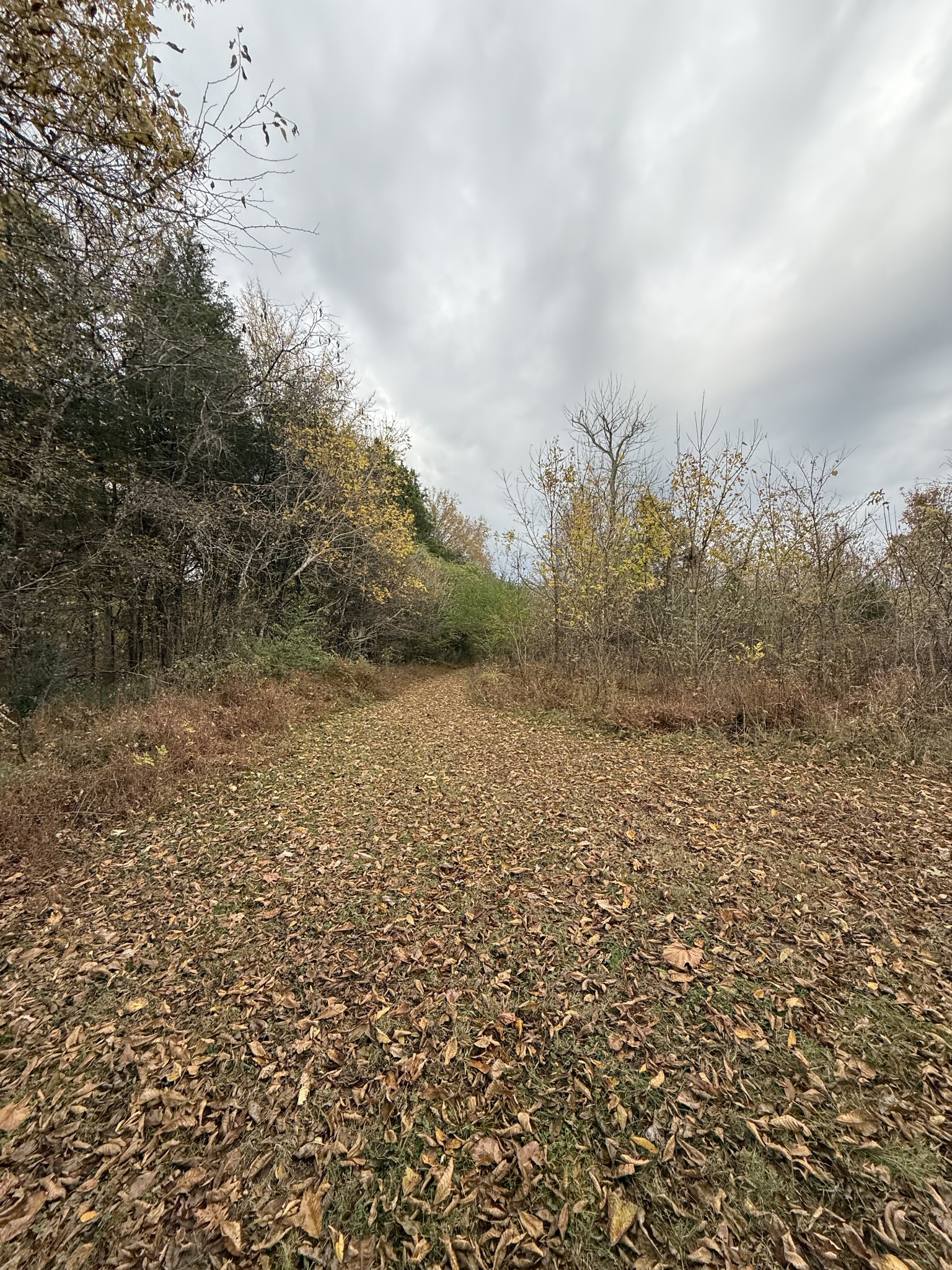 1002 Lock 5 Road Lebanon, TN 37087 - Photo 8 of 44 a view of a dry yard with trees