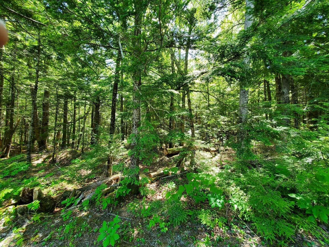 Lot 7 Heath Road Ellsworth, ME 04605 - Photo 25 of 37 20260531_100929_resized