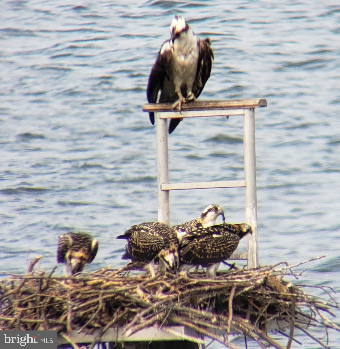 8501 Bayside Road, Unit 606 Chesapeake Beach, MD 20732 - Photo 21 of 32 Watch the nesting Ospreys.