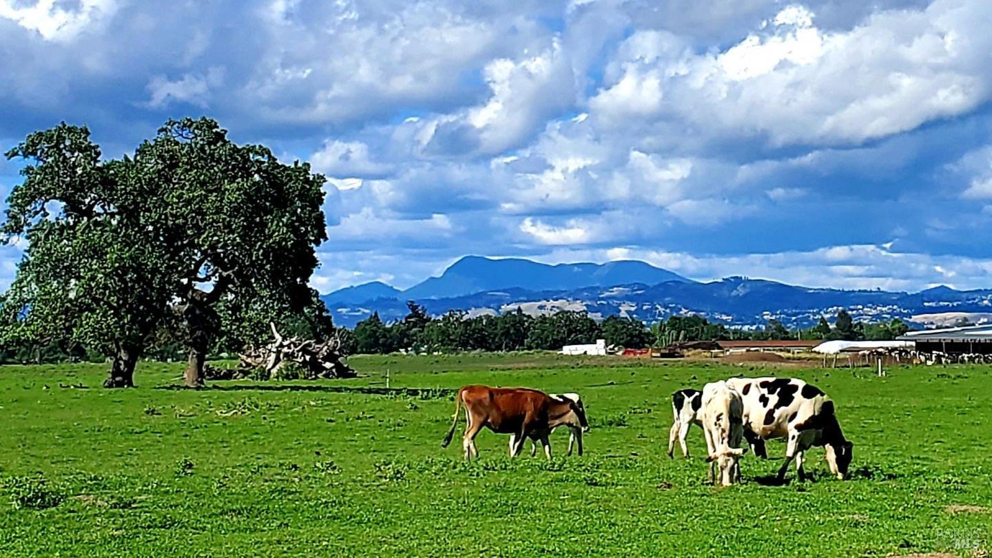 1979 Ludwig Avenue Santa Rosa, CA 95407 - Photo 47 of 52 a view of a big yard with large trees