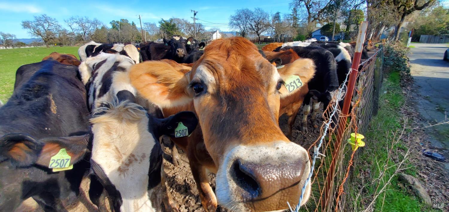 1979 Ludwig Avenue Santa Rosa, CA 95407 - Photo 49 of 52 a view of a house with a park