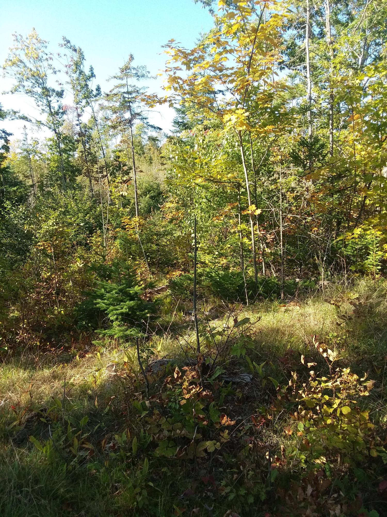0 Thurlow Road Monroe, ME 04951 - Photo 1 of 6 20190918_151324