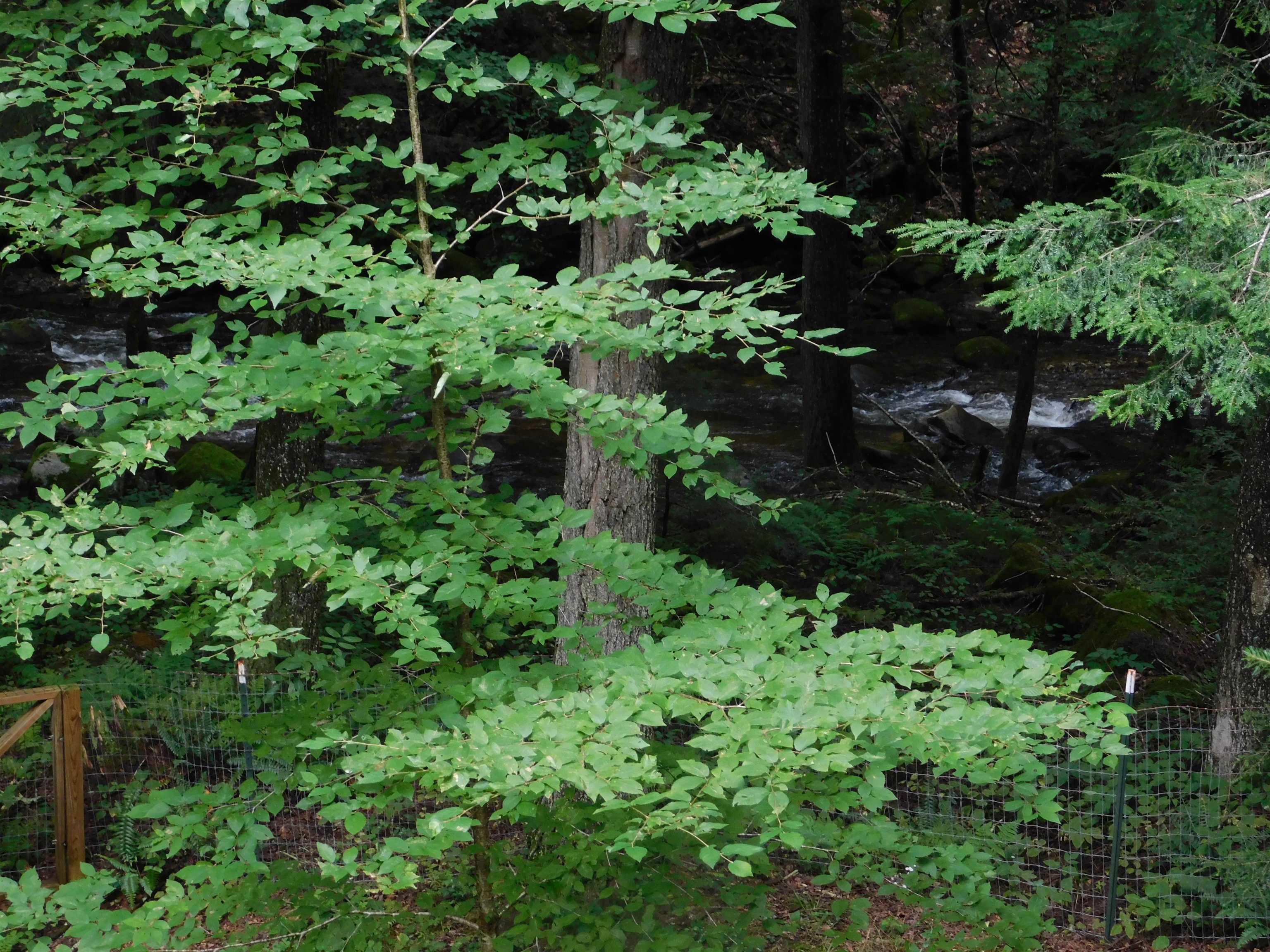 2813 Furnace Brook Road Chittenden, VT 05763 - Photo 26 of 29