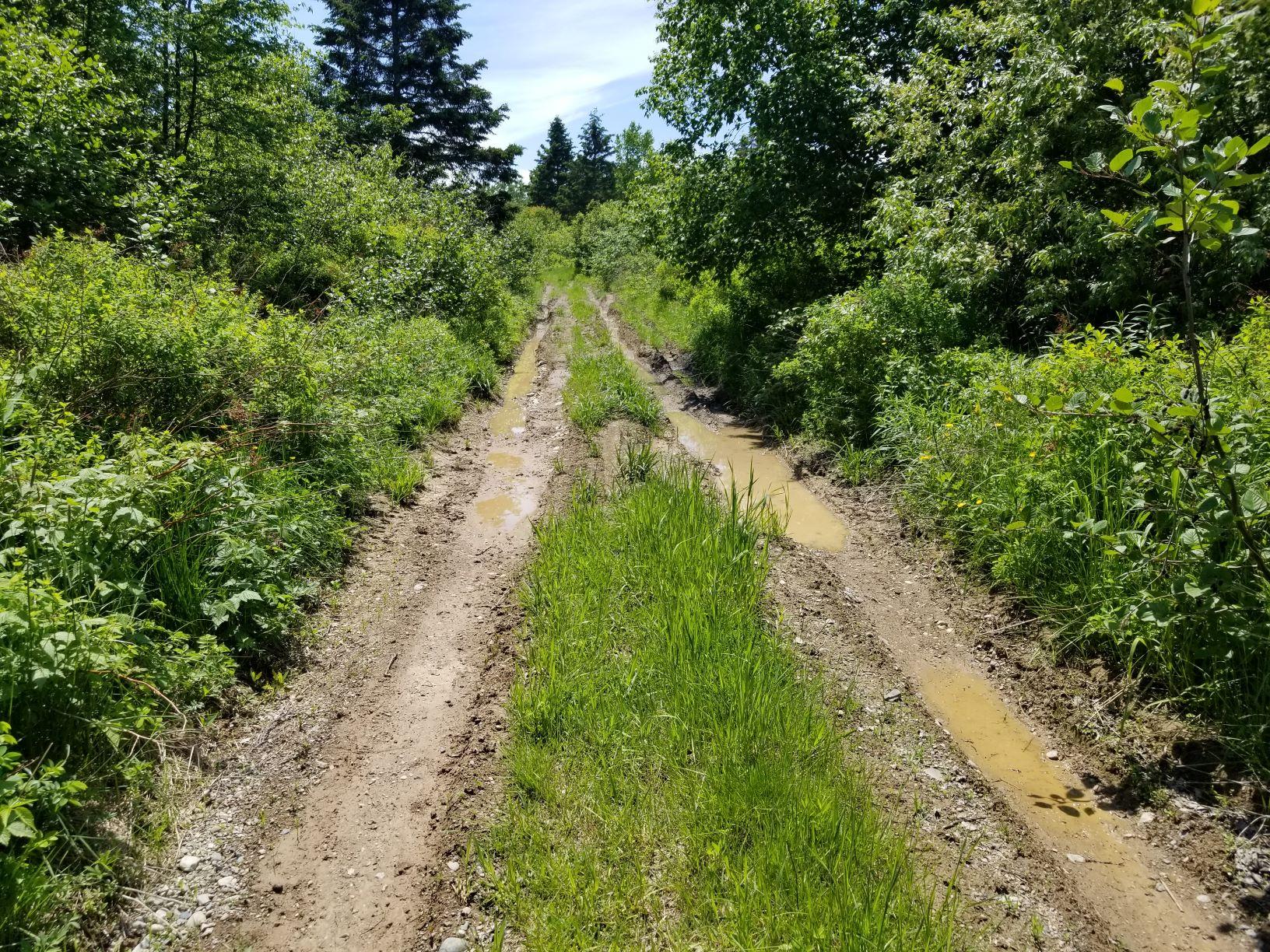 0 Lincoln Cove Road Perry, ME 04667 - Photo 49 of 53 zInterior road