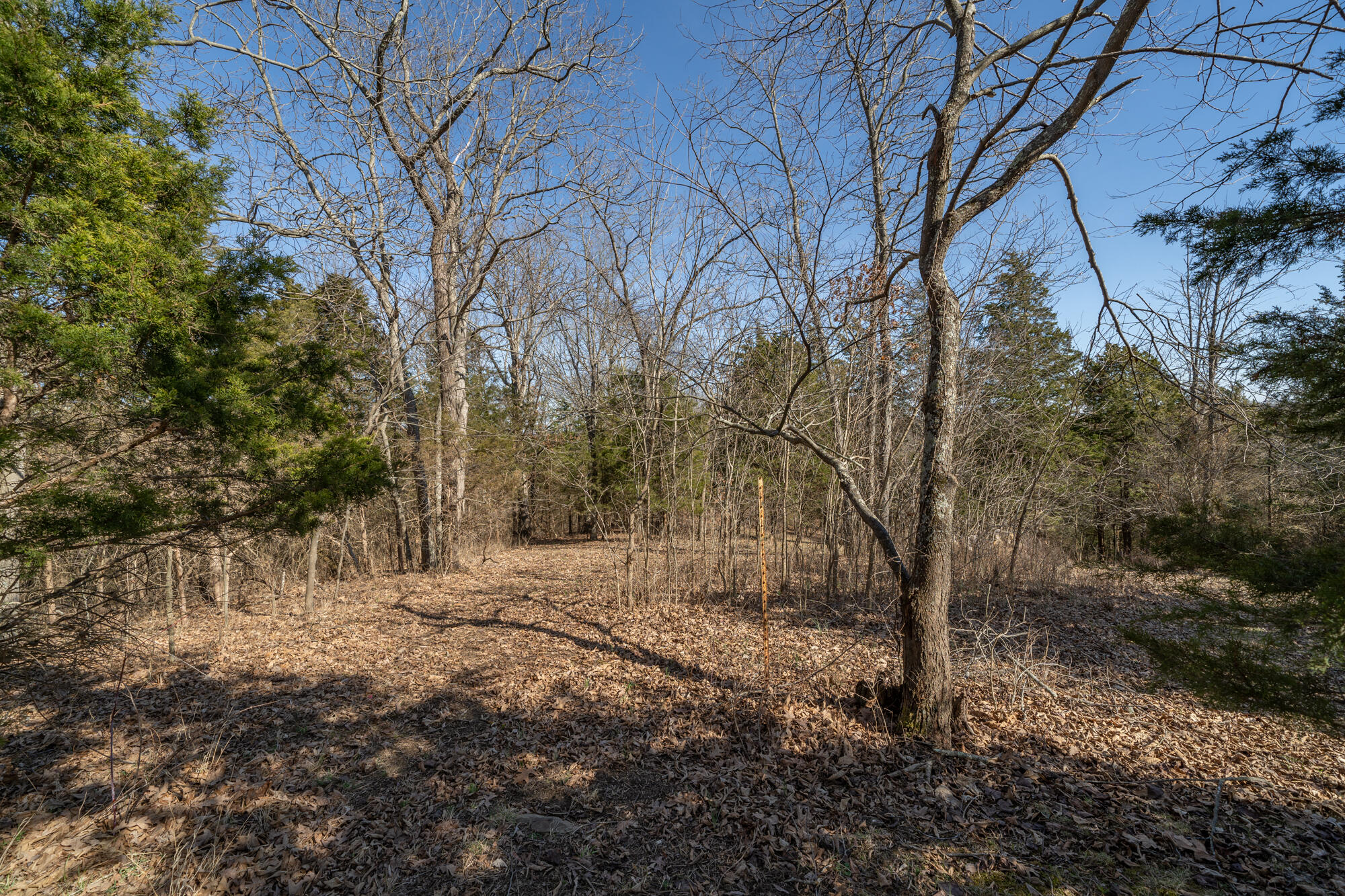 17.67-ac Fork Lick Road Corinth, KY 41010 - Photo 7 of 18 Gallery Image 7