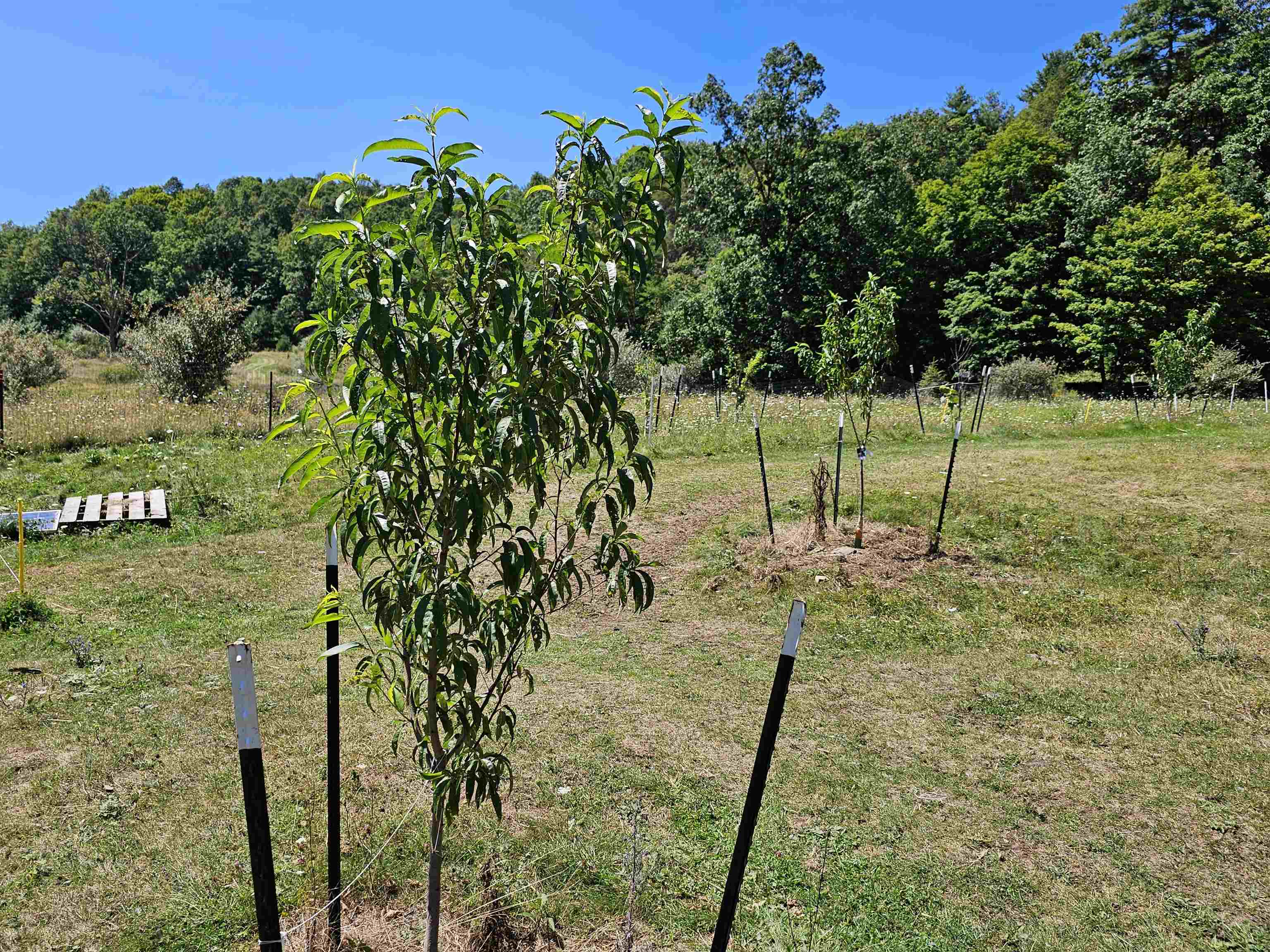 3328 Upper Back Creek Road Monterey, VA 24465 - Photo 22 of 33 Gallery Image 22