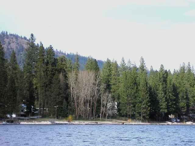 40295 Evan Road Loon Lake, WA 99148 - Photo 5 of 7 Gallery Image 5