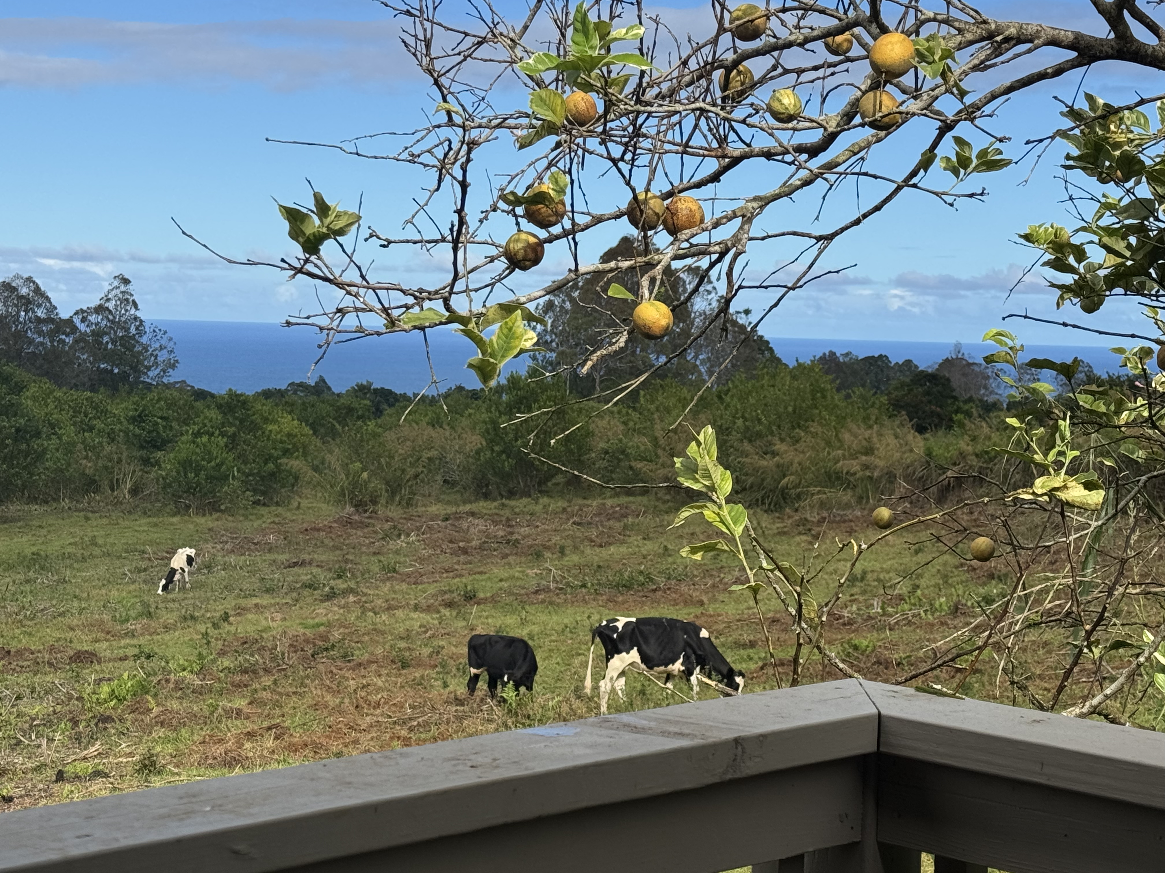 a view of a lake from a balcony