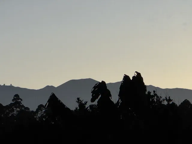 a view of a lush green forest with lots of trees