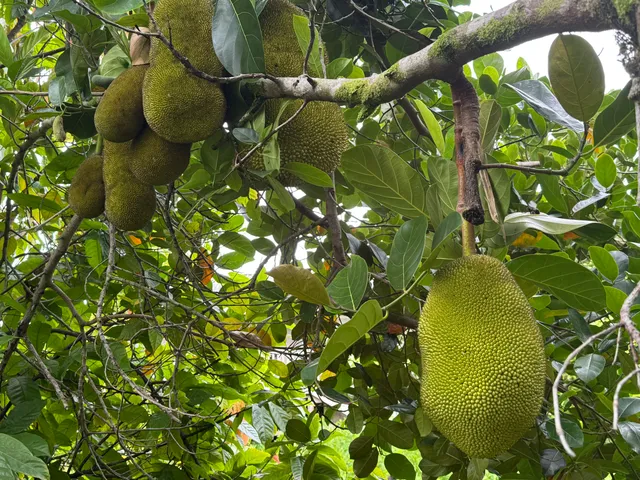 a view of a yard with a ocean view