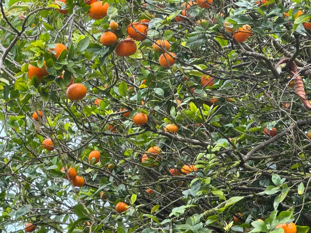 $2,490,000 | 28-646 Kaupakuea Homestead Road, Pepeekeo, HI 96783