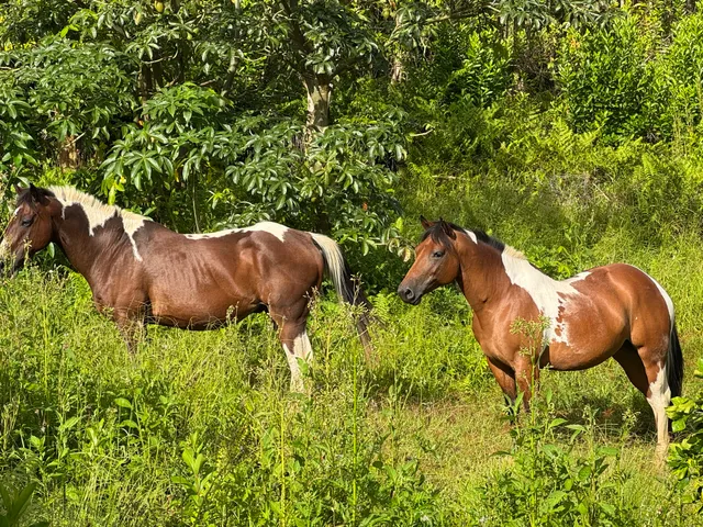 $2,490,000 | 28-646 Kaupakuea Homestead Road, Pepeekeo, HI 96783