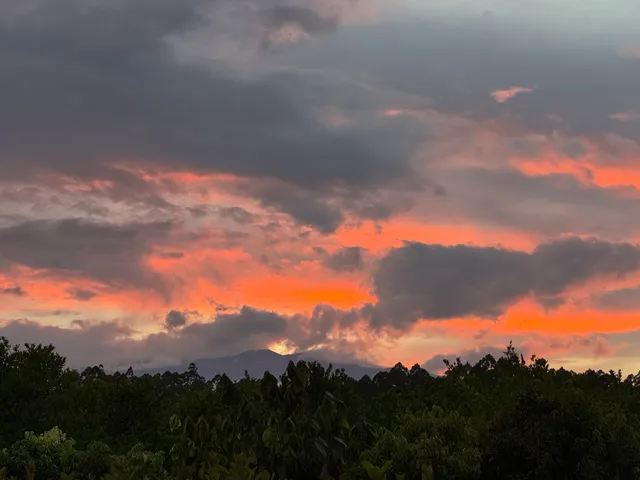 a view of a house with a yard and plants