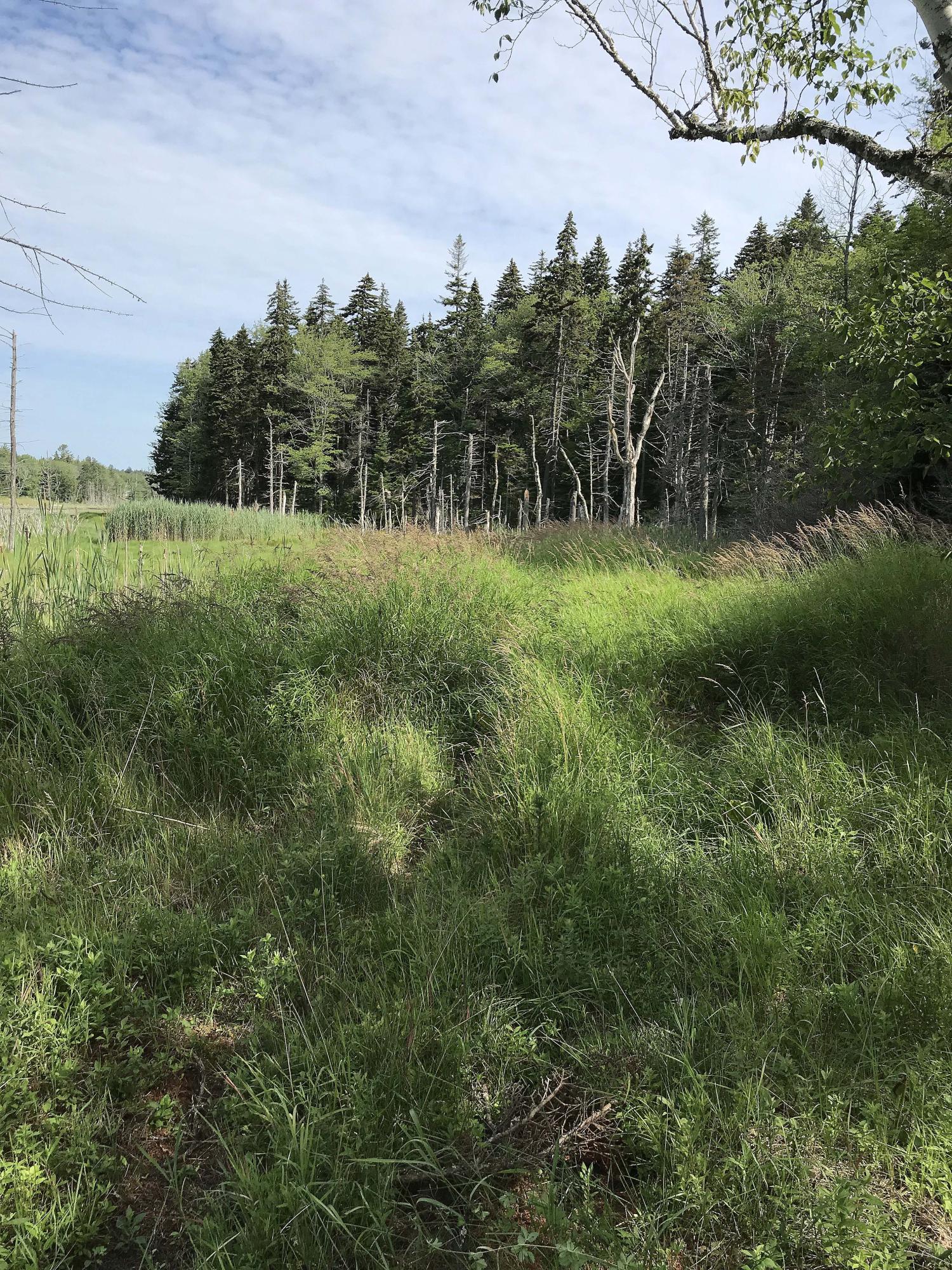 265 North Haven Road Vinalhaven, ME 04863 - Photo 10 of 33 1d. trotting path from parking