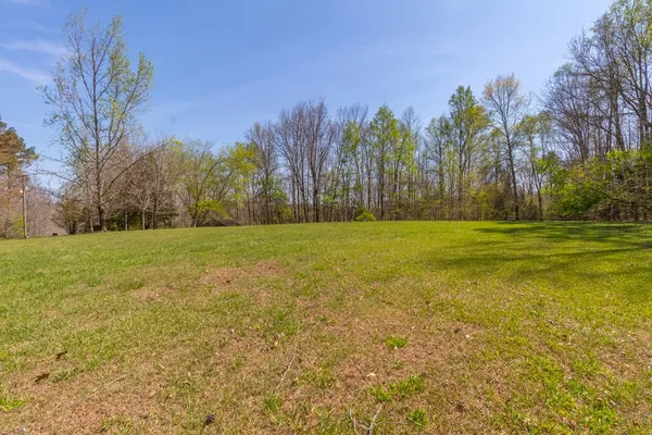 a view of a lush green forest with lots of trees
