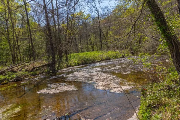 a view of a flower in a garden