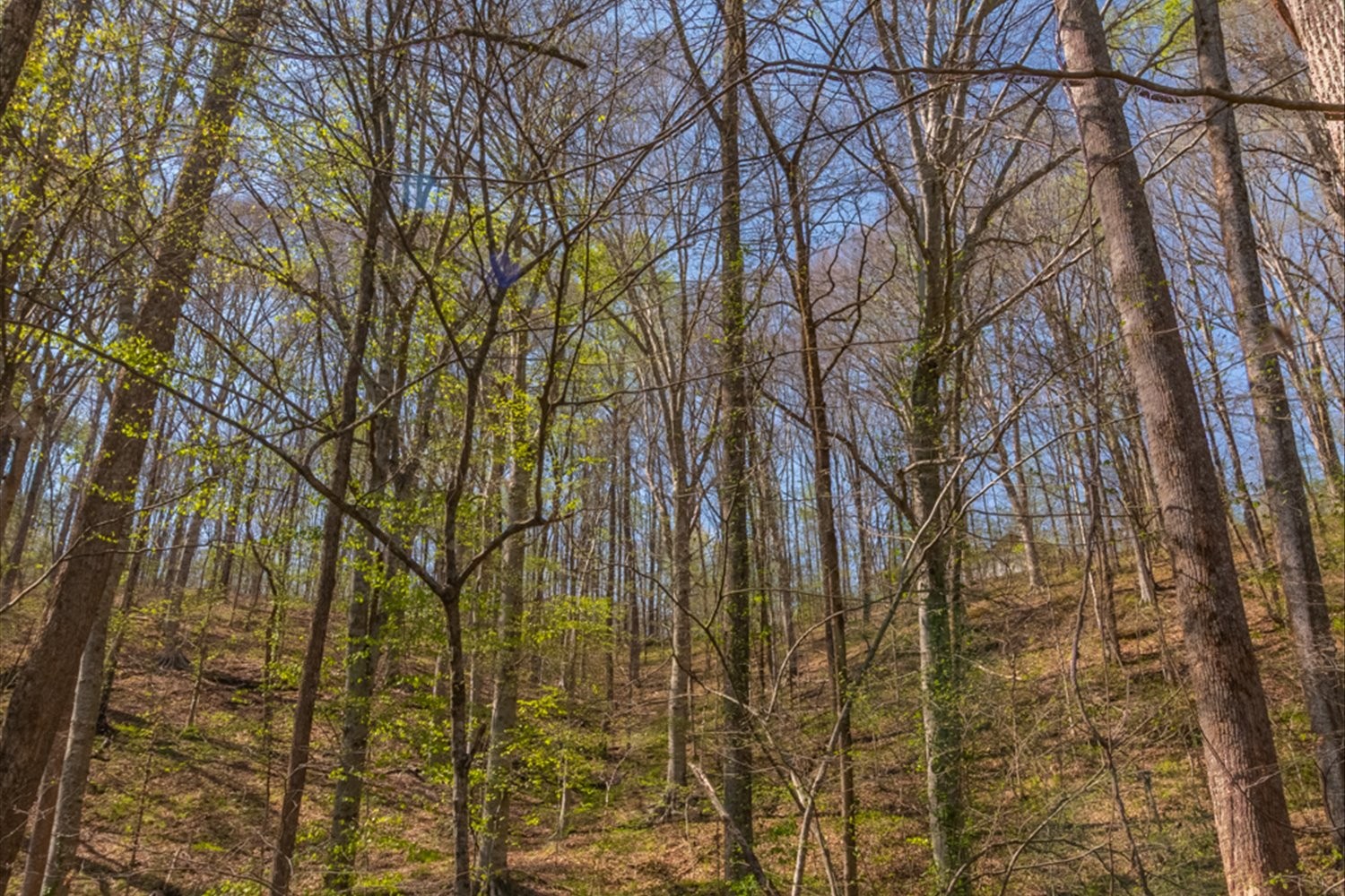 348 Spring Creek Road Westpoint, TN 38486 - Photo 54 of 84 Gallery Image 54