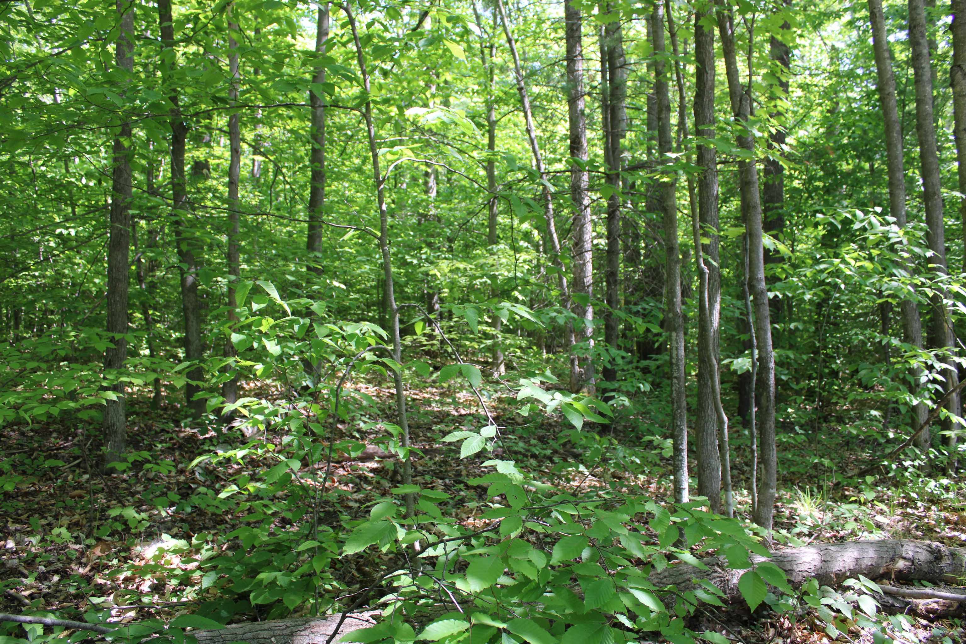 Vl Squaw Lake Road Kalkaska, MI 49646 - Photo 12 of 21