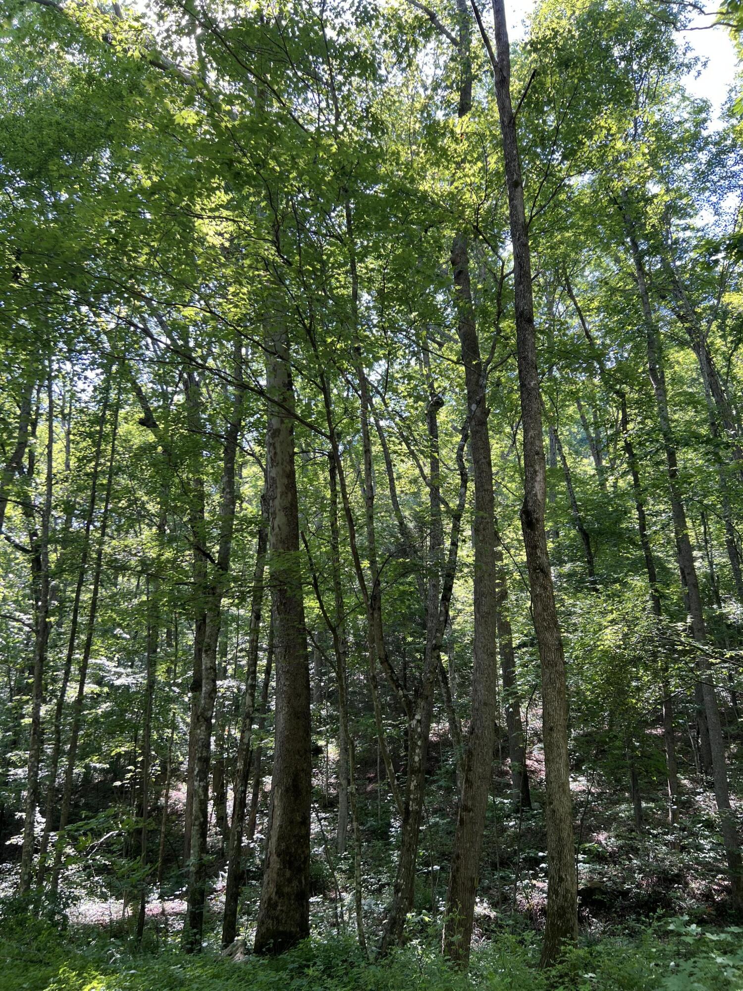 9999 Trace Branch Road Livingston, KY 40445 - Photo 8 of 16 A3637601-D7D9-4A6B-8178-CE1211935DE8