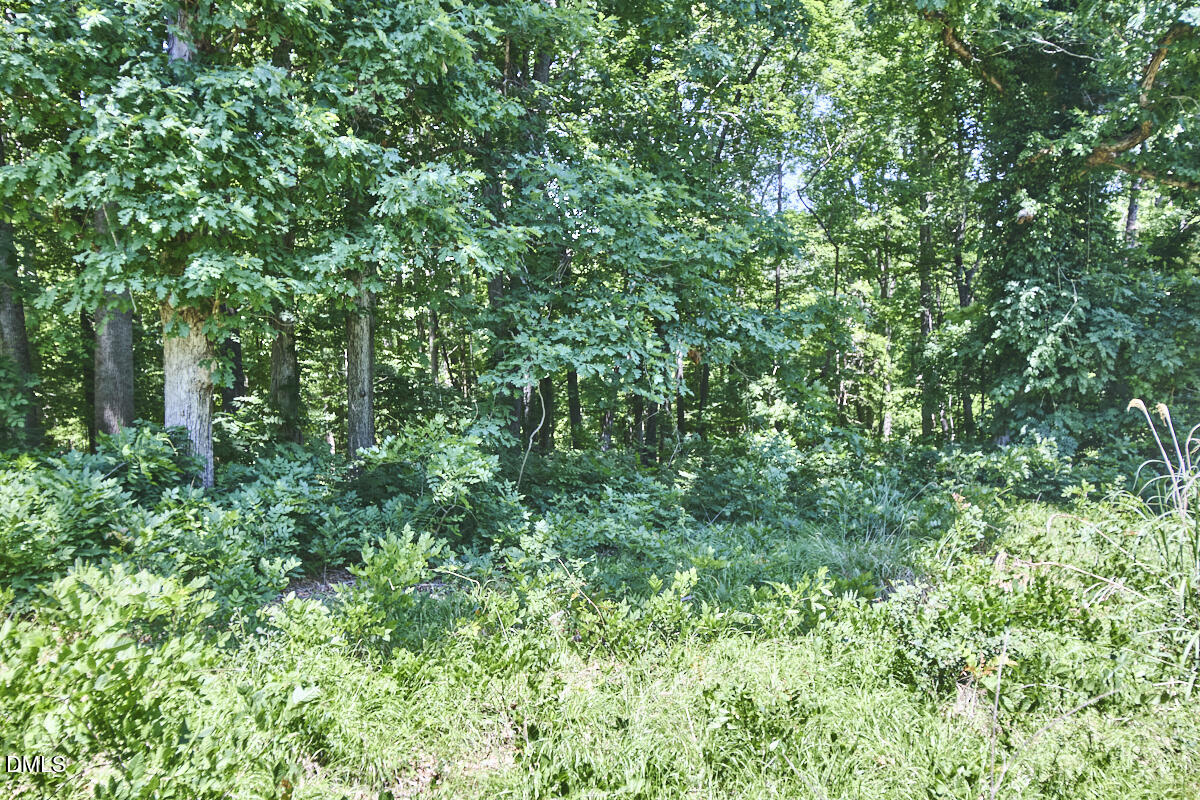 4204 Kerley Road Durham, NC 27705 - Photo 27 of 34 a view of a lush green forest