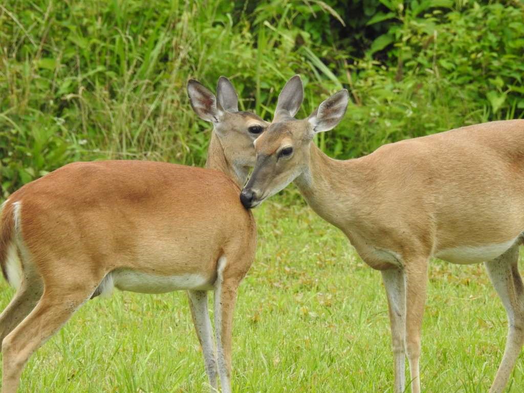 62 Laurel Court Cleveland, TX 77327 - Photo 17 of 28 a view of a garden with plants