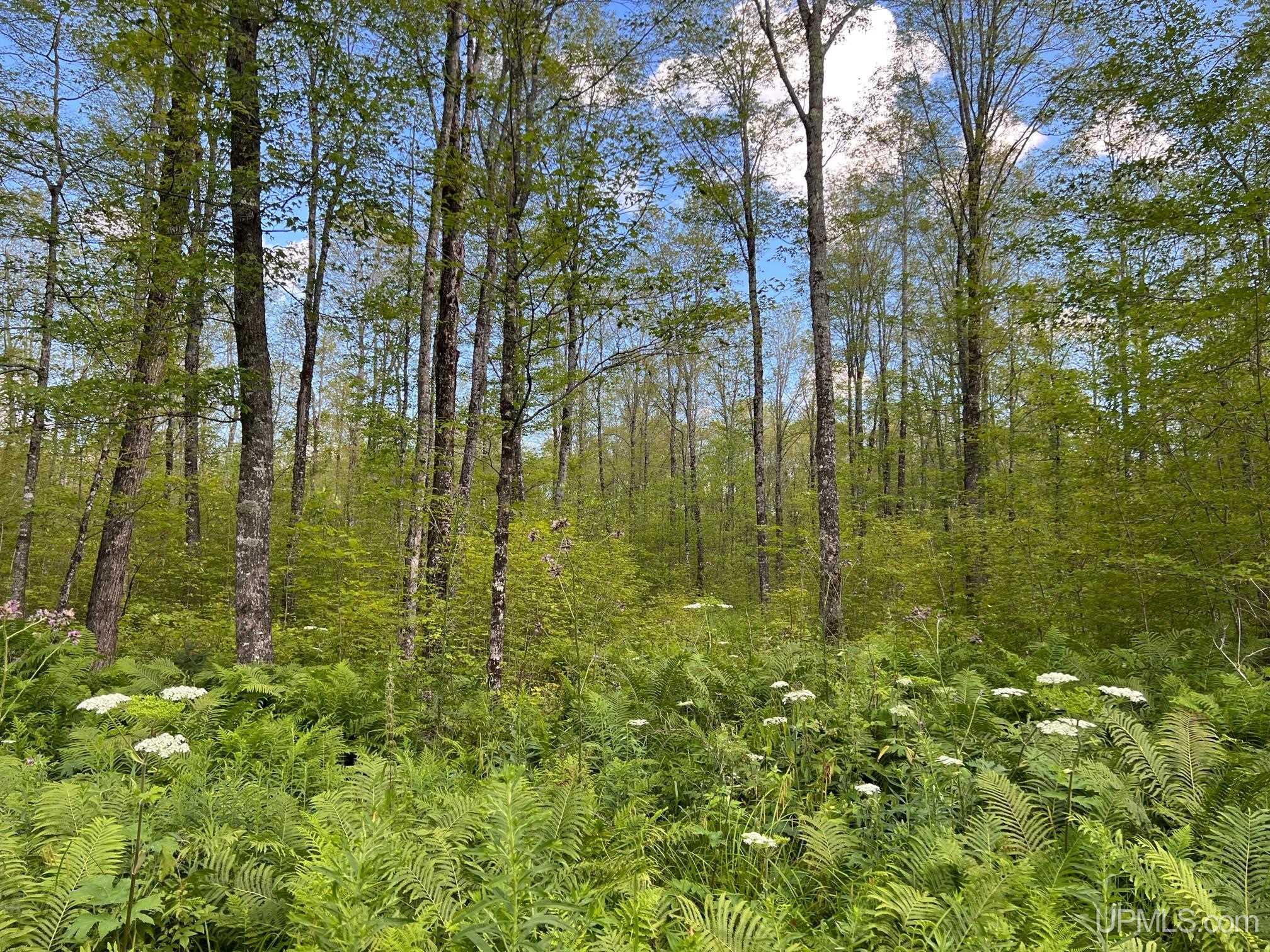 Tbd1 Cut Across Road Michigamme, MI 49861 - Photo 12 of 15