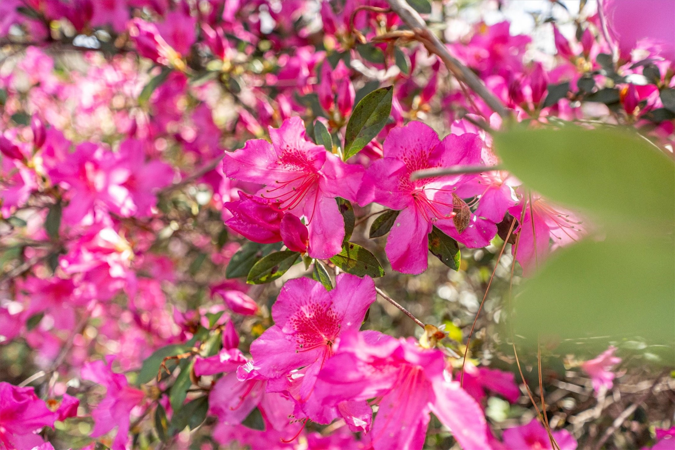 5603 Rushing River Drive Houston, TX 77345 - Photo 5 of 43