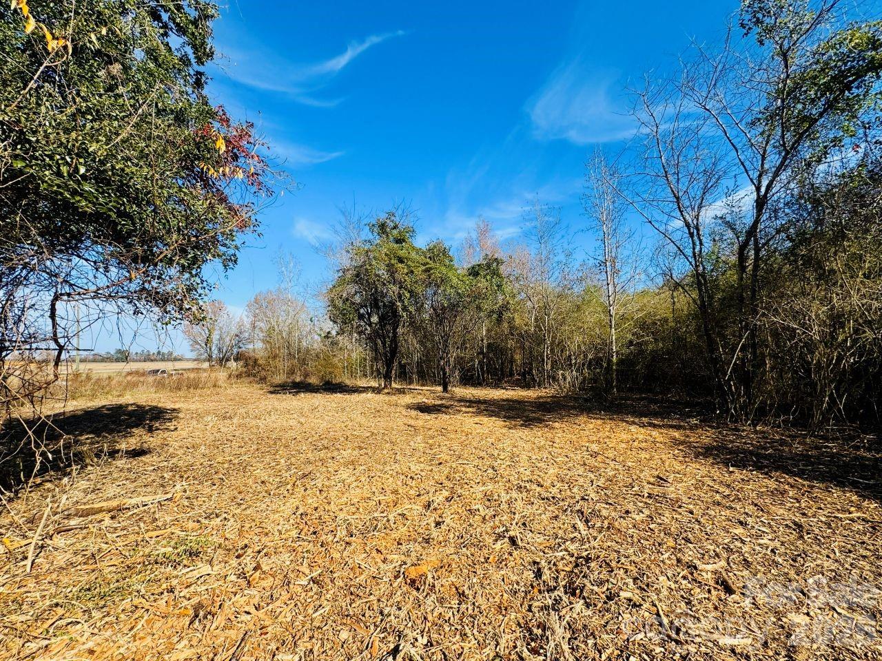 3608 Kentyre Road Hamer, SC 29547 - Photo 6 of 8 a view of a yard with trees