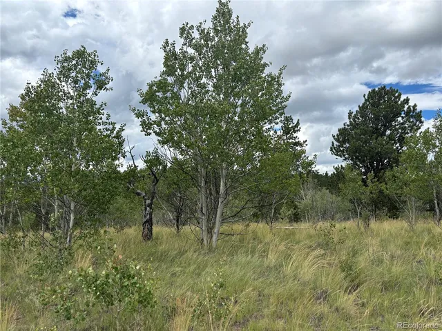 a view of a lush green forest with lots of trees