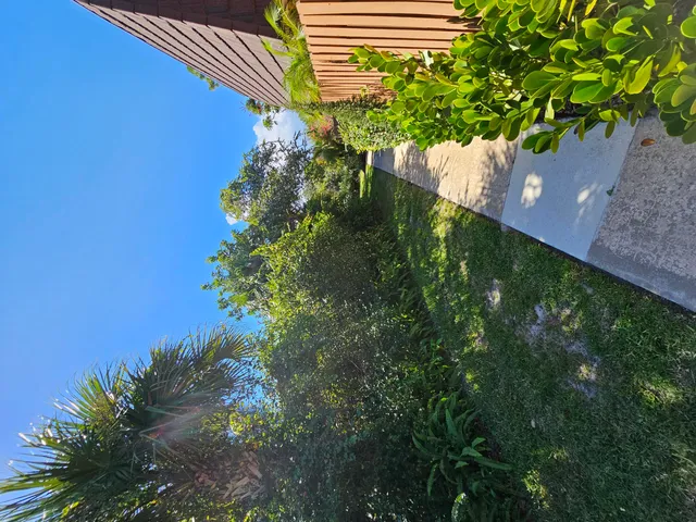 a view of a tree in a garden