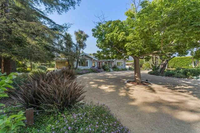 a view of a park with plants and a large tree