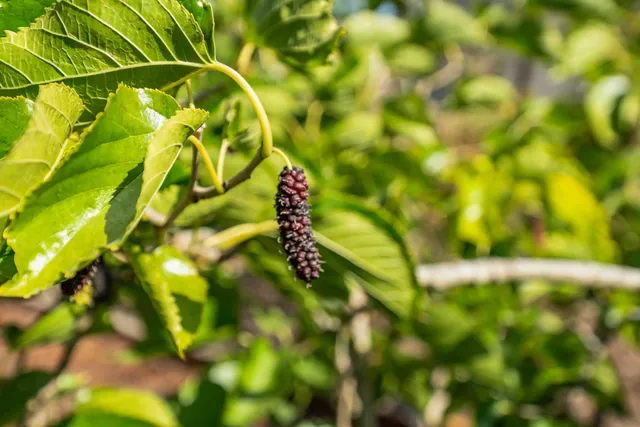 a view of a garden with a palm and palm trees