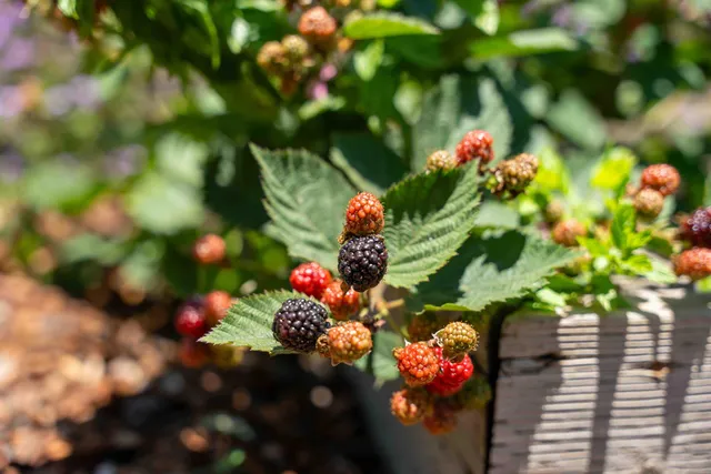 $5,950,000 | 1630 North Jameson Lane, Santa Barbara, CA 93108