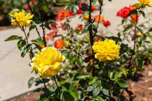 $5,950,000 | 1630 North Jameson Lane, Santa Barbara, CA 93108