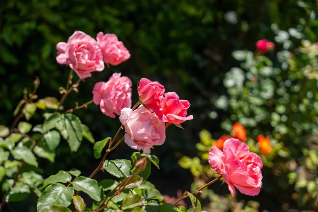 $5,950,000 | 1630 North Jameson Lane, Santa Barbara, CA 93108