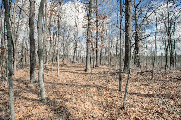 $89,000 | Tbd Tbd Owl Lake, Webster, WI 54893