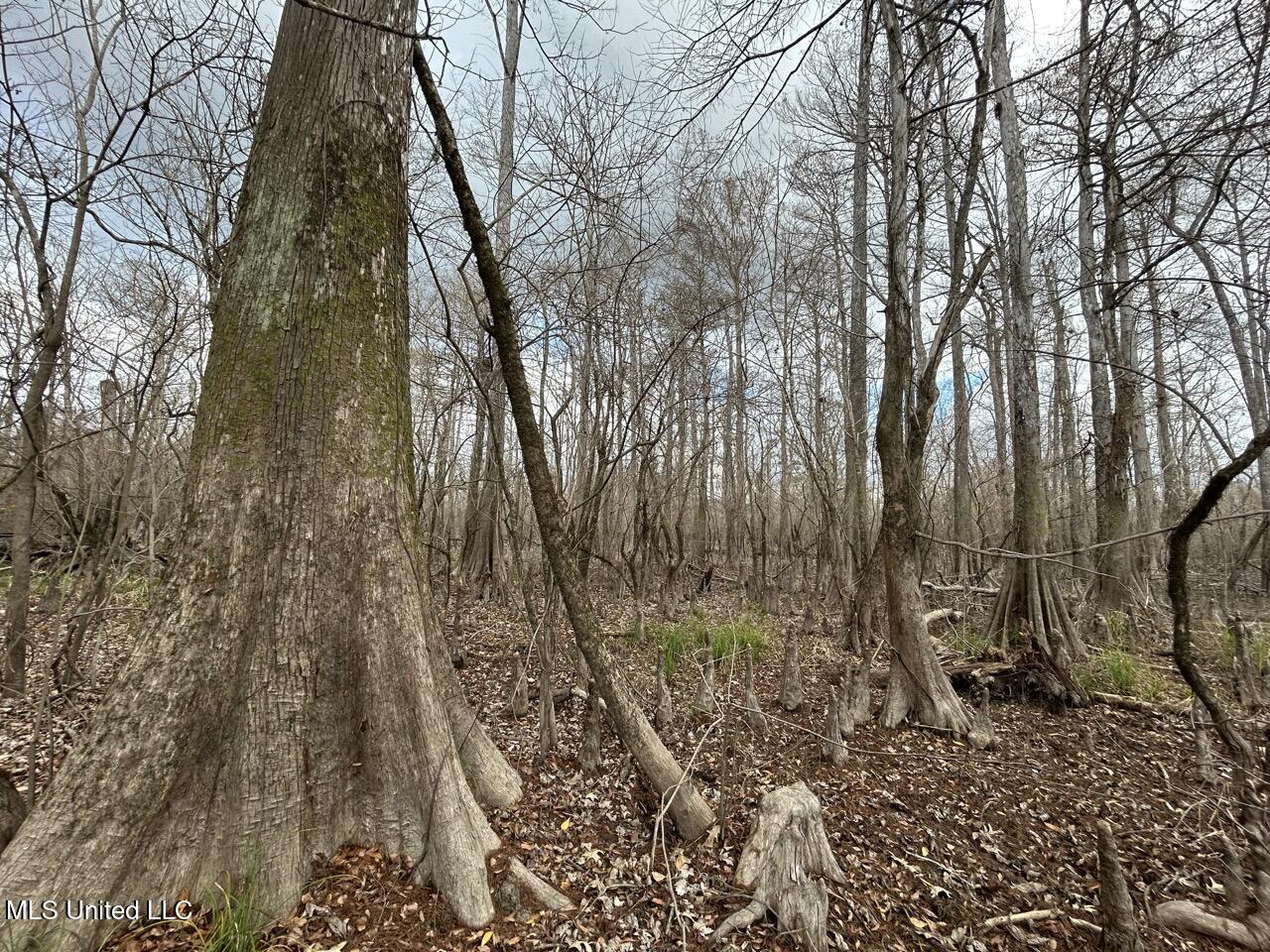 2600 Martin Tram Road Reeves, LA 70658 - Photo 26 of 40 IMG_2946 2 Large
