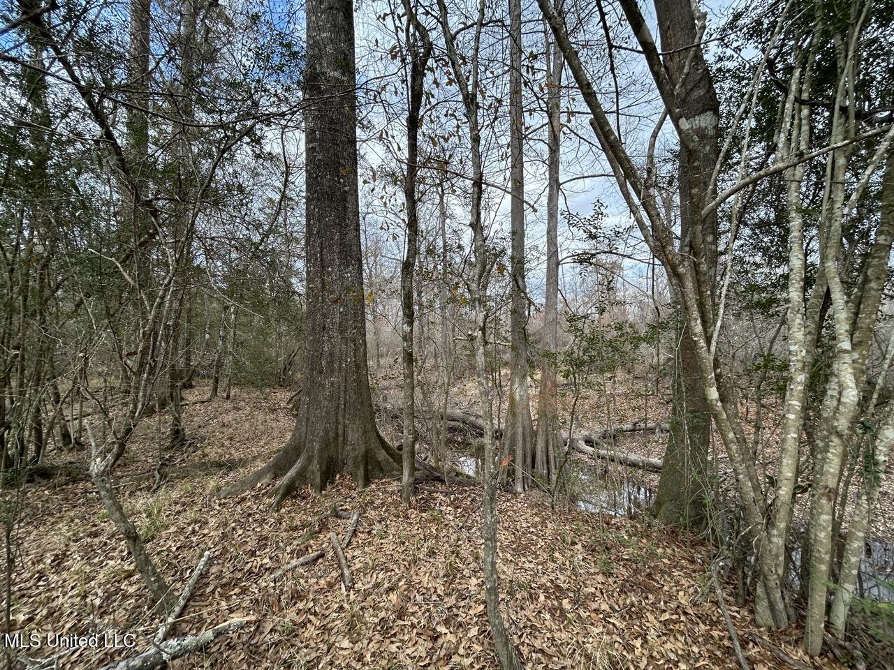2600 Martin Tram Road Reeves, LA 70658 - Photo 37 of 40 IMG_2964 2 Large
